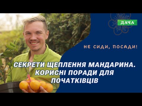 Видео: Секрети Щеплення Мандарина. Як Виростити Дерево Мандарина?