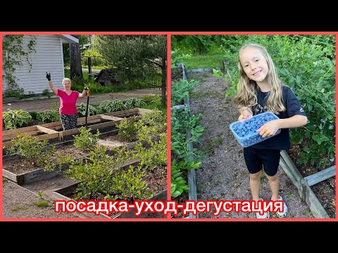 Видео: ГОЛУБИКА- от посадки до урожая
