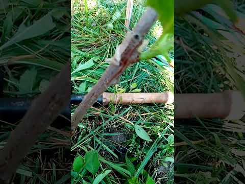 Видео: Прививка ореха на сливу.