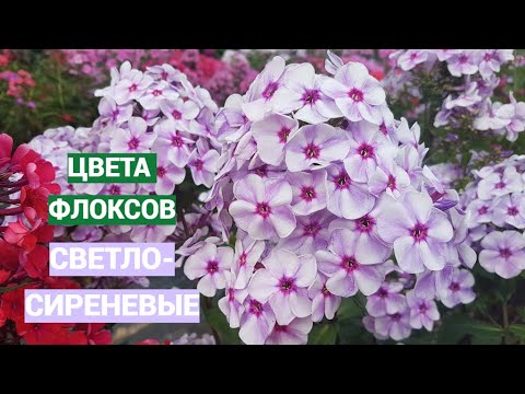 Видео: Светло-сиреневые флоксы