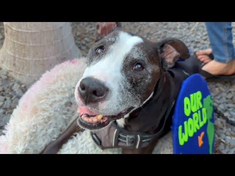 Видео: Победитель конкурса костюмов на Хэллоуин в South Maui Gardens в категории «Большая собака», 13-ле...