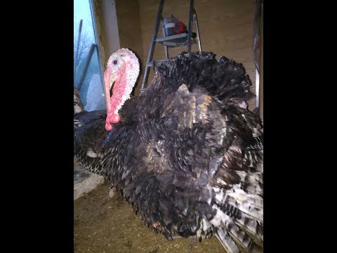 Видео: ПРОПОЙКА ИНДЮКОВ (самая эффективная)