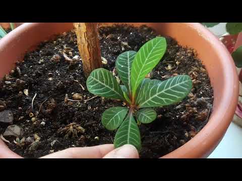 Видео: Молочай Беложилковый.