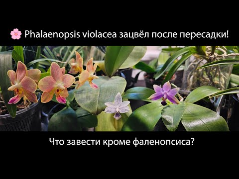 Видео: Phalaenopsis Violacea цветет! Но фаленопсисы - не единственные лёгкие орхидеи