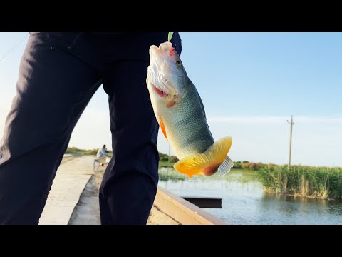 Видео: АЛАБҰҒА АУЛАП