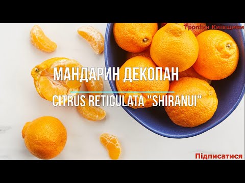 Видео: Мандарин Декопан Citrus reticulata 'Shiranui'