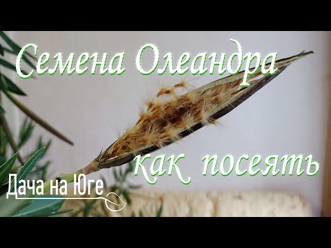 Видео: Дача на Юге - Как посеять семена олеандра
