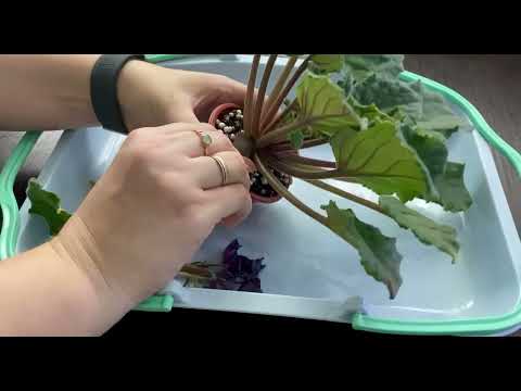 Видео: Фиалки. Переукоренение-снос головы. 