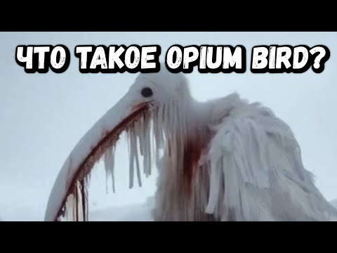 Видео: ЧТО ТАКОЕ OPIUM BIRD?