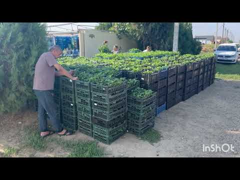 Видео: Доставка до Владивостока рассады клубники