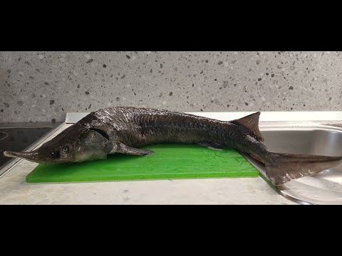 Видео: Жареные стейки осетра