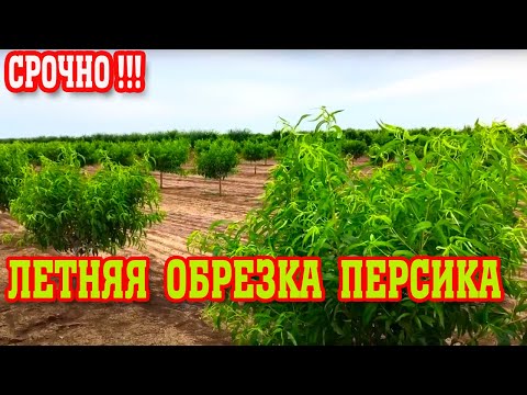 Видео: СРОЧНО!!! ЛЕТНЯЯ ОБРЕЗКА ПЕРСИКА / опытный участок