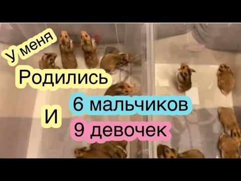 Видео: Разведение хомяков / хомяк / Канализация для хомяков
