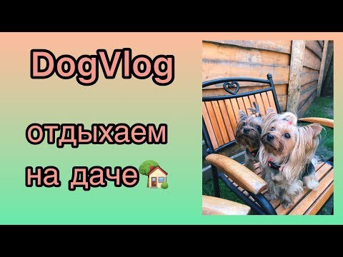 Видео: DogVlog: ОТДЫХАЕМ НА ДАЧЕ | ЧТО Я БЕРУ СОБАКАМ С СОБОЙ НА ДАЧУ