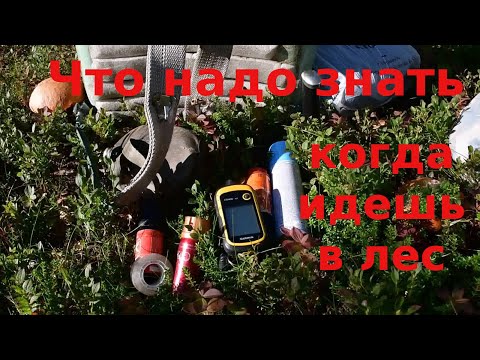 Видео: Что надо с собой брать в лес когда идете за грибами и ягодами. И чем защищаться от хищников.