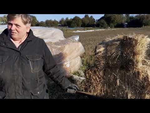 Видео: Сколько сена надо на зиму для коровы?