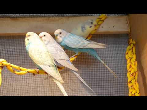 Видео: Почему самка не принимает(обижает, дерется ) самца, Волнистые попугаи