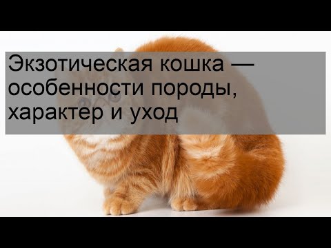 Видео: Экзотическая кошка — особенности породы, характер и уход