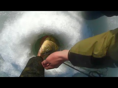 Видео: Хапуга трещит, а Сазан не лезет в лунку…