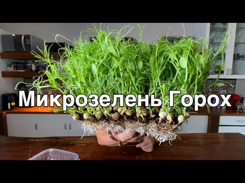 Видео: Микрозелень Горошек Технология Выращивания Гороха