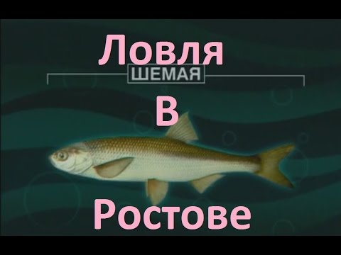 Видео: Диалоги о рыбалке -128- Ростовская область, Шемая.