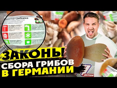 Видео: Собираем Грибы в Германии все о законах сбора Грибов...