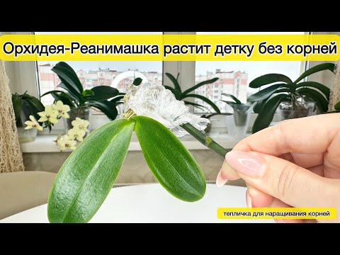 Видео: Орхидея растит детку на цветоносе Детка орхидеи без корней Реанимация орхидеи