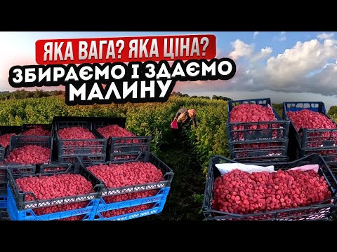 Видео: 🔴ЗБИРАЄМО І ЗДАЄМО МАЛИНУ. Скільки кілограмів назбирали і по якій ціні здали? Бізнес на малині.