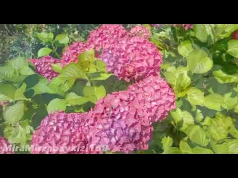 Видео: Қызыма насихат.