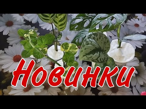 Видео: 🌿Распаковка посылки с растениями/Простые и красивые новинки🌿