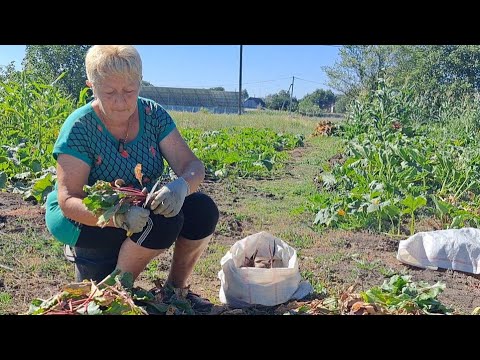 Видео: Огородная суета! Только посадили и уже пора собирать урожай