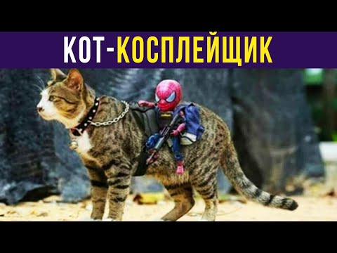 Видео: Приколы. КОТ-КОСПЛЕЙЩИК | Мемозг #362