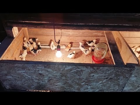 Видео: Ауыл тынысы.Әділхан бауырымыздың қал жағдайы.Тауық балапандары.