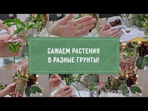 Видео: Большая посадка РАСТЕНИЙ в РАЗНЫЕ СУБСТРАТЫ