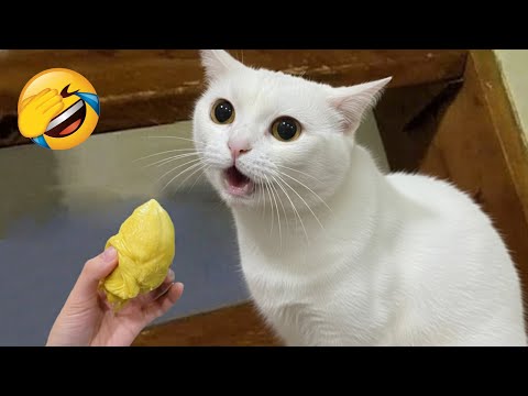 Видео: Попробуй не засмеяться 😂 Самые смешные животные 😹🐶 Часть 8