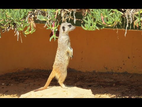 Видео: Зоопарк Фригия, Тунис, путешествие в огромный африканский ЗООПАРК ч. 3/ Friguia Zoo, Tunisia