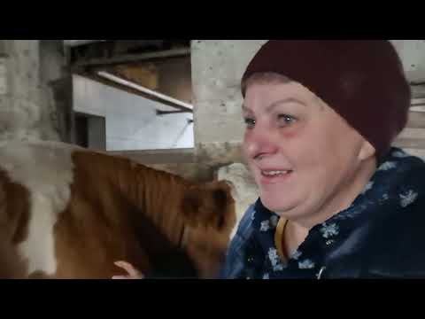 Видео: Три товарища: два кота и собака.Он не хочет но папка уже продал. Чуть не разнесла курятник.