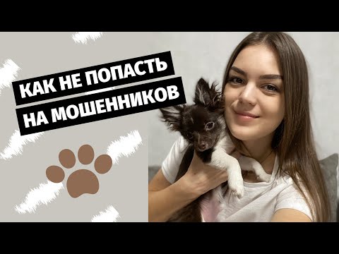 Видео: МОШЕННИКИ ПРОДАЮТ СОБАК | Как не попасть? Покупки для чихуахуа, первая прогулка с щенком!