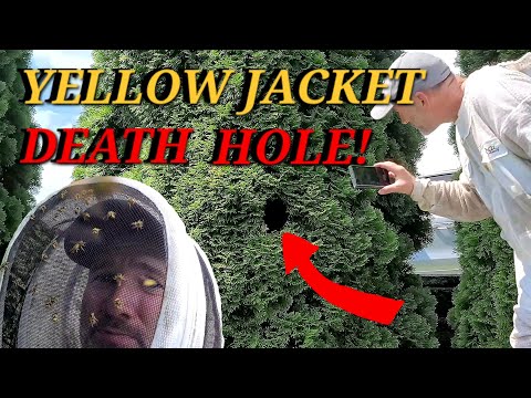 Видео: КУСТ РОКА! Агрессивные ЖЕЛТЫЕ КУРТКИ налетают из кустов | Удаление осиных гнезд