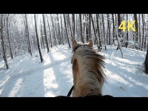 Видео: Прогулка на лошади в зимнем лесу. Встретил косуль. 4K