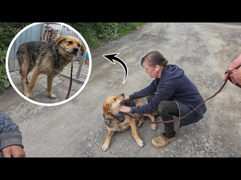 Видео: Спасли от усыпления? СТАРУШКА ПОПРОСИЛА СОСЕДА ИЗБАВИТЬСЯ ОТ СОБАКИ...