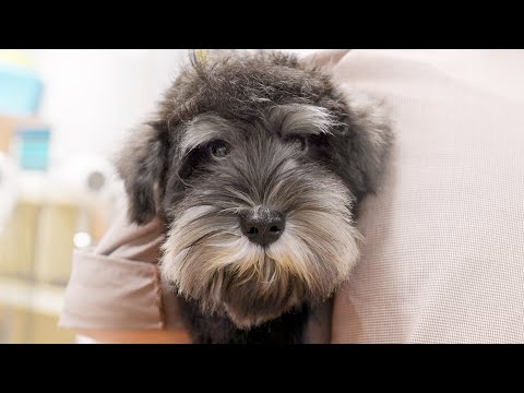 Видео: Его первый груминг... Ты хорошо поработал!!! (Шнауцер)