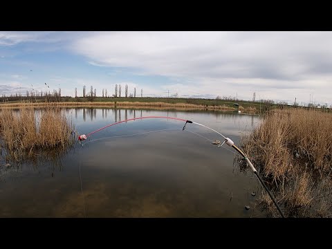 Видео: Карась на БОКОВОЙ КИВОК вдоль КАМЫША...