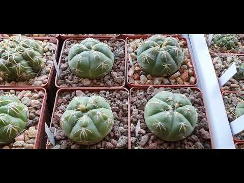 Видео: Кактусы, гимнокалициумы 21.04.2021. Gymnocalycium denudatum, megalothelon, bueneckeri.