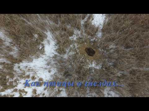 Видео: Загончик удался:) Wild boar hunting in the reeds.