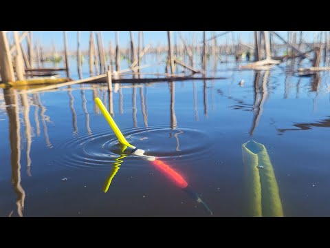 Видео: ЗАБРАЛСЯ В ЛОГОВО РЕАЛЬНЫХ КАРАСЕЙ  Рыбалка на поплавок