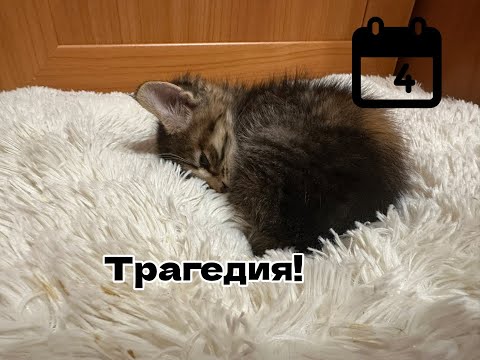 Видео: Трагедия на 4 день! Что с кошками?