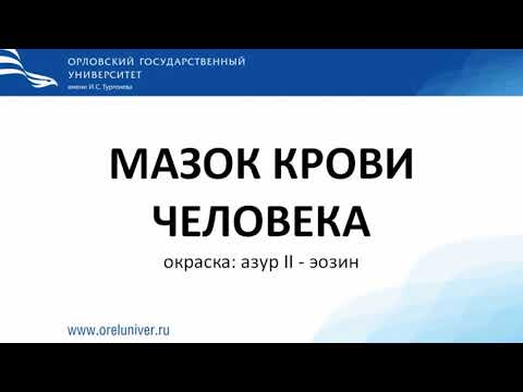 Видео: Мазок крови человека. Гистологический препарат