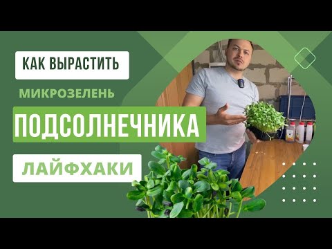 Видео: Технология выращивания микрозелени Подсолнечника | Особенности и лайфхаки |  Народные Семена