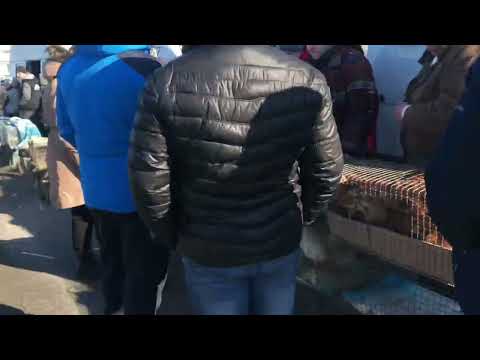 Видео: Тернопіль 13.02.2022 виставка